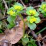 Fotografia 8 da espécie Chrysosplenium oppositifolium do Jardim Botânico UTAD