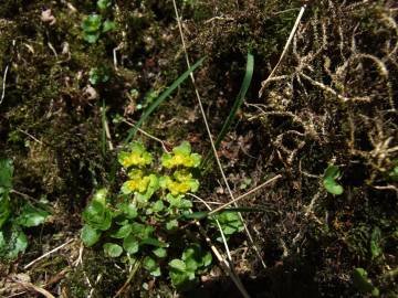 Fotografia da espécie Chrysosplenium oppositifolium