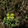 Fotografia 10 da espécie Chrysosplenium oppositifolium do Jardim Botânico UTAD