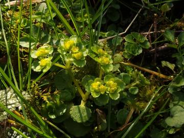 Fotografia da espécie Chrysosplenium oppositifolium