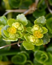 Fotografia da espécie Chrysosplenium oppositifolium