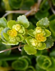 Chrysosplenium oppositifolium