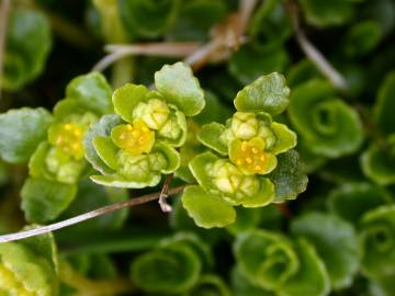 Fotografia da espécie Chrysosplenium oppositifolium