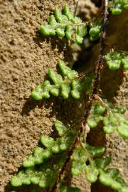 Fotografia da espécie Cheilanthes acrostica