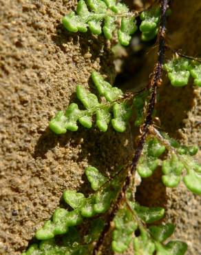 Fotografia 3 da espécie Cheilanthes acrostica no Jardim Botânico UTAD