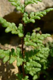 Fotografia da espécie Cheilanthes acrostica