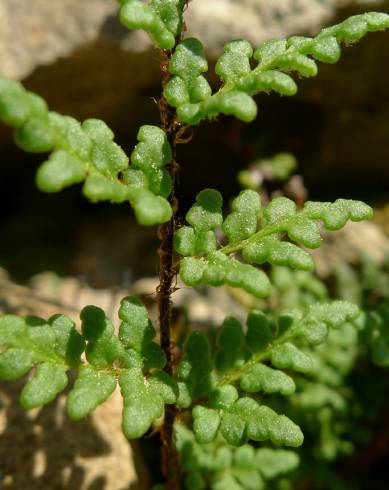 Fotografia de capa Cheilanthes acrostica - do Jardim Botânico