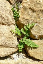 Fotografia da espécie Cheilanthes acrostica