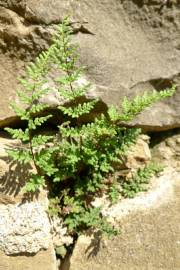 Fotografia da espécie Cheilanthes acrostica