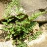 Fotografia 6 da espécie Cheilanthes acrostica do Jardim Botânico UTAD