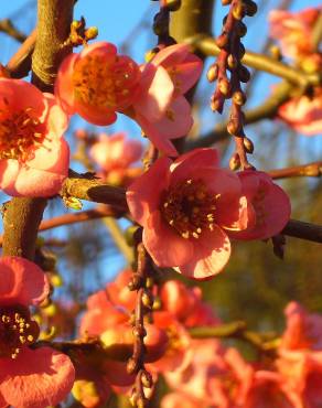 Fotografia 5 da espécie Chaenomeles japonica no Jardim Botânico UTAD