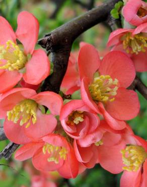 Fotografia 6 da espécie Chaenomeles japonica no Jardim Botânico UTAD