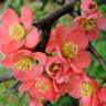 Fotografia 6 da espécie Chaenomeles japonica do Jardim Botânico UTAD