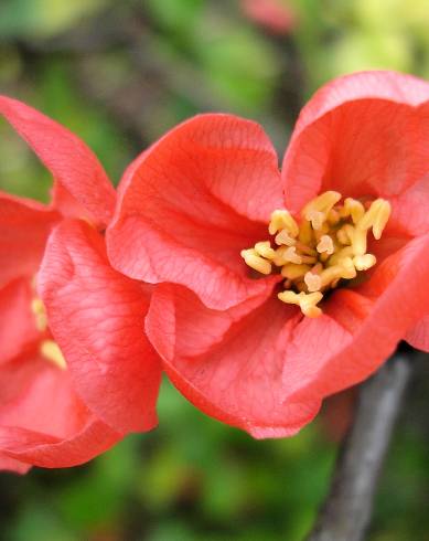 Fotografia de capa Chaenomeles japonica - do Jardim Botânico