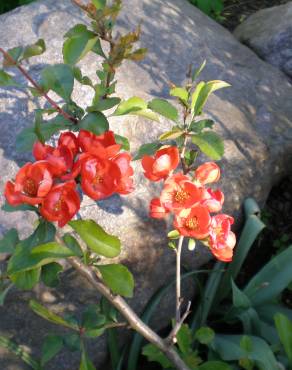 Fotografia 8 da espécie Chaenomeles japonica no Jardim Botânico UTAD