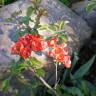 Fotografia 8 da espécie Chaenomeles japonica do Jardim Botânico UTAD