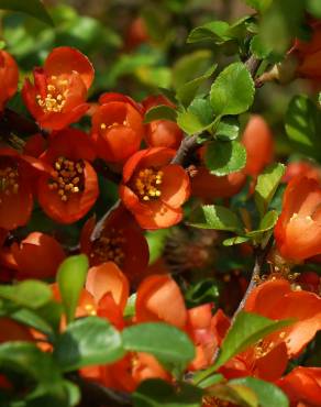 Fotografia 9 da espécie Chaenomeles japonica no Jardim Botânico UTAD