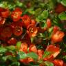 Fotografia 9 da espécie Chaenomeles japonica do Jardim Botânico UTAD