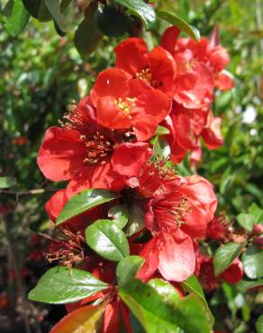 Fotografia 10 da espécie Chaenomeles japonica no Jardim Botânico UTAD