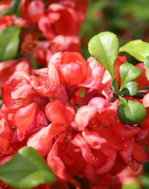 Fotografia 11 da espécie Chaenomeles japonica no Jardim Botânico UTAD