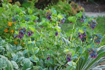 Fotografia da espécie Cerinthe major