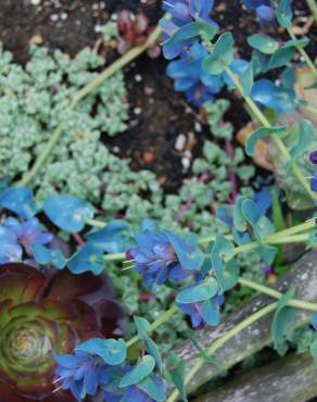 Fotografia 8 da espécie Cerinthe major no Jardim Botânico UTAD