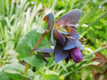 Fotografia da espécie Cerinthe major