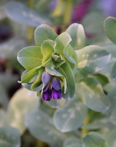 Fotografia de capa Cerinthe major - do Jardim Botânico