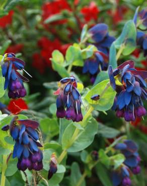 Fotografia 10 da espécie Cerinthe major no Jardim Botânico UTAD