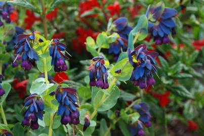 Fotografia da espécie Cerinthe major