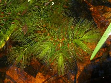 Fotografia da espécie Ceratophyllum demersum