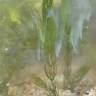 Fotografia 8 da espécie Ceratophyllum demersum do Jardim Botânico UTAD