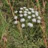 Fotografia 9 da espécie Ammi majus do Jardim Botânico UTAD