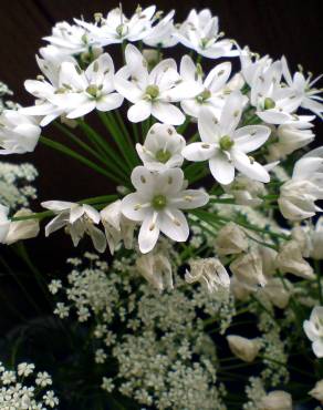 Fotografia 10 da espécie Ammi majus no Jardim Botânico UTAD