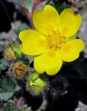 Fotografia 4 da espécie Potentilla reptans no Jardim Botânico UTAD