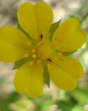 Fotografia 5 da espécie Potentilla reptans no Jardim Botânico UTAD