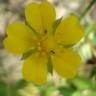 Fotografia 5 da espécie Potentilla reptans do Jardim Botânico UTAD