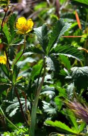 Fotografia da espécie Potentilla reptans