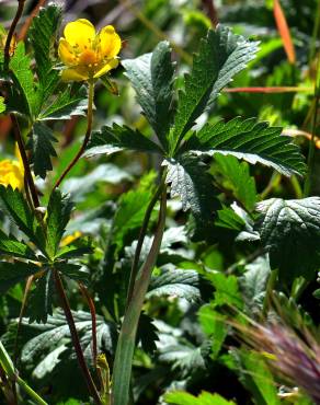 Fotografia 6 da espécie Potentilla reptans no Jardim Botânico UTAD