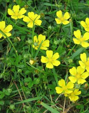 Fotografia 8 da espécie Potentilla reptans no Jardim Botânico UTAD