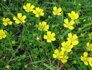 Fotografia da espécie Potentilla reptans