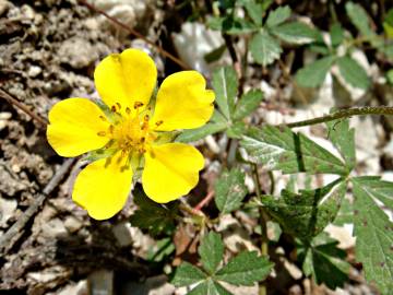 Fotografia da espécie Potentilla reptans