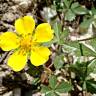 Fotografia 9 da espécie Potentilla reptans do Jardim Botânico UTAD