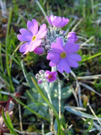 Fotografia da espécie Primula farinosa