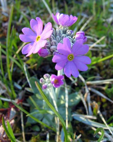 Fotografia de capa Primula farinosa - do Jardim Botânico