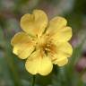 Fotografia 10 da espécie Potentilla reptans do Jardim Botânico UTAD