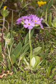 Fotografia da espécie Primula farinosa
