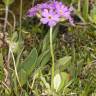 Fotografia 4 da espécie Primula farinosa do Jardim Botânico UTAD