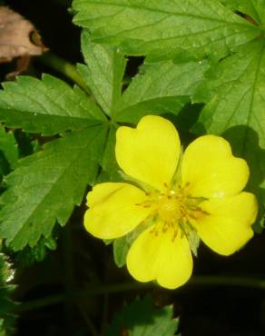 Fotografia 11 da espécie Potentilla reptans no Jardim Botânico UTAD