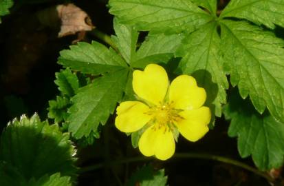 Fotografia da espécie Potentilla reptans